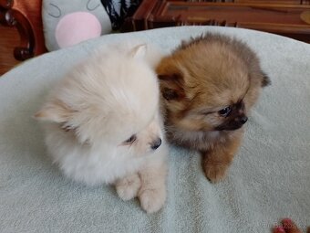 Pomeranian špic - 2
