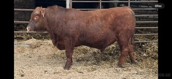 Aberdeen Angus - 2