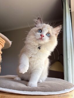 Ragdoll s PP / Ragdoll kotě s PP - 2