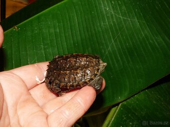 Kajmanka dravá (Chelydra serpentina) - 2
