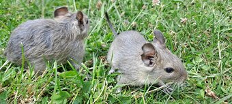 Osmák degu - 2