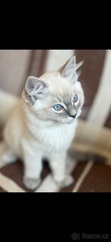 Nádherný Ragdoll kocourek bez PP - 2