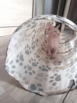 Kanadský sphynx - 2