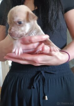 Prodam stene staford - pitbull - 2