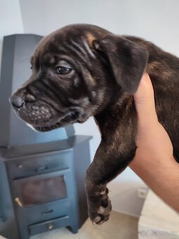 Stafordšírský bulteriér štěňátka s PP - 2