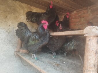 Kohouty Australky černé velké - 2