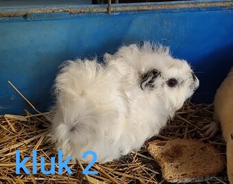 morče, morčátko - 2