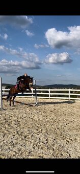 Prodám 10-ti letou klisnu teplokrevného typu - 2