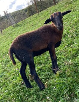 Kamerunska jehnička - 2