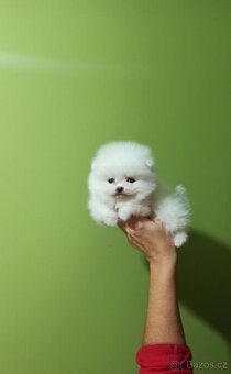 Bílý pomeranian - 2