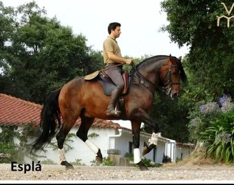 Lusitano hřebec - připouštění - 2