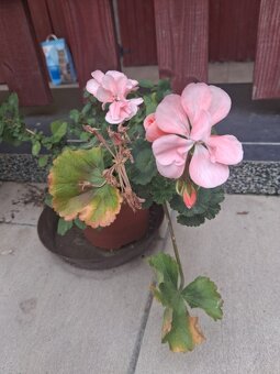Kalanchoe a muškáty - 2