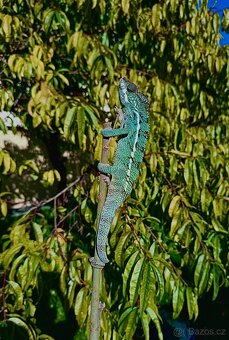 chameleon pardálí, terárium - 2
