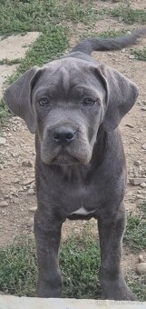 Cane corso s PP - 2