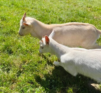 Kůzlata kozlík kozička odběr ihned - 2