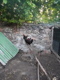 Násadová vejce Zdrobnělá Holanďanka černá a Sebritka zlatá č - 2