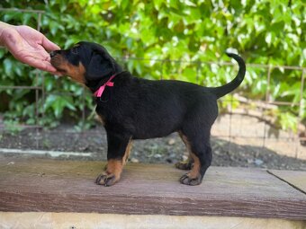 Beauceron štěńátka s PP - 2