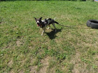 Krytí apbt s pp - 2