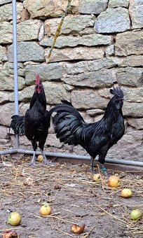 Kohouti Ayam Cemani, Cemanky, Cemanské slepice - 2