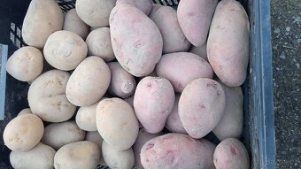 Brambory na uskladnění - 2