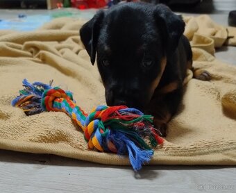 Štěňata Jagdterier - bez PP - 2