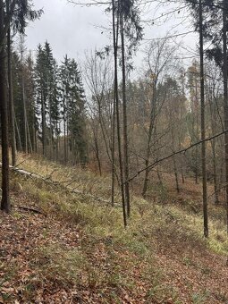 Prodám lesní pozemky v k.ú. Střemeníčko - 2