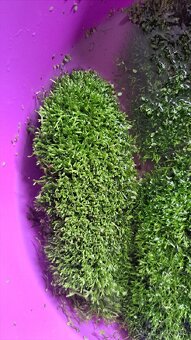 Akvarijní rostliny - 2