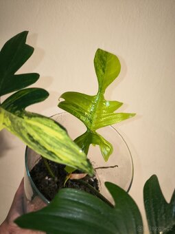 Philodendron Florida Beauty - 2