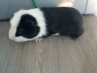 CUY (75%) Morčata - samečci - 2