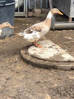 Indický běžec kříženec - 2