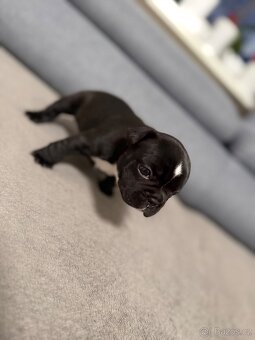 Francouzský buldoček - 2