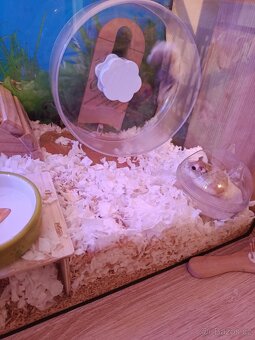 Křeče roborowsky holčička. - 2