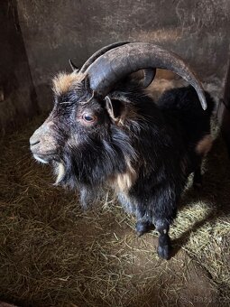 Kozel plemeník kamerunský - 2