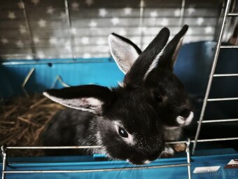 Zakrslý králík - 2