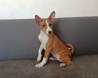 Basenji - štěňata bez pp - 2