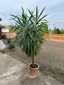 Bohatá palma Yucca - 2