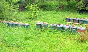 Včelí oddělky 39 x 24 - 6 rámků - 2