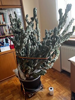 Daruji za odvoz kaktus Cereus Chaliberus Monster - 2