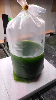 Fytoplankton Tetraselmis suecica 500ml - 2
