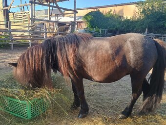 Shetland pony - 2