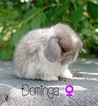 Zakrslý králíček Mini lop - 2
