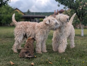 Irish soft coated wheaten terrier - 2