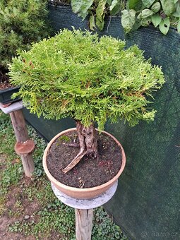 Bonsaj bonsai Thuje - 2
