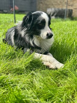 Malý Australský ovčák s PP, blue merle pes do spolumajetku - 2