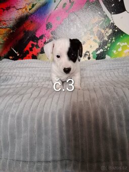 Jack Russell - 2