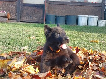 Německy ovčák s PP pracovní spojení -fena, pes - 2