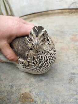 Křepelka japonská - 2