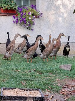 Indický běžec - 2