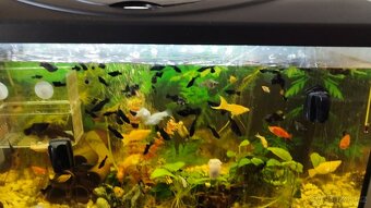 Prodám Black Molly - 2