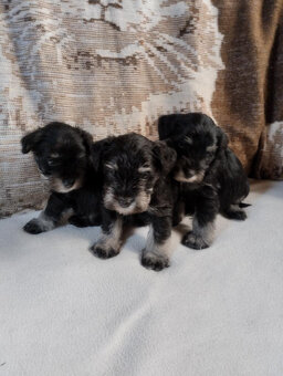 Knírač malý- černostříbřitý - 2